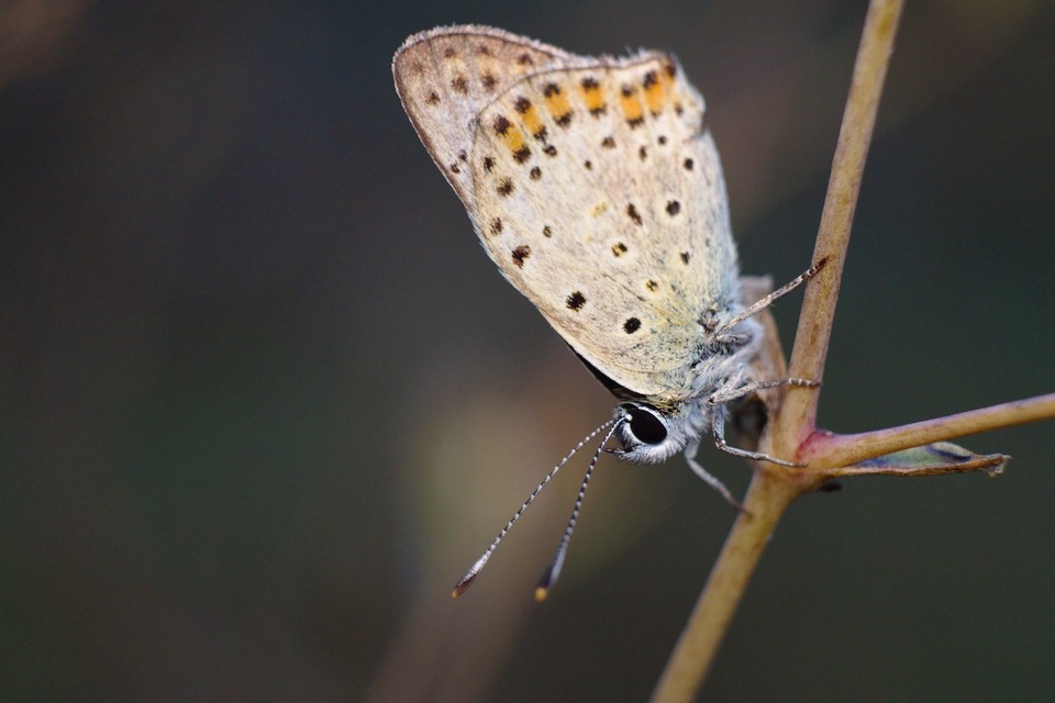 Lycaena tityrus - barna tűzlepke