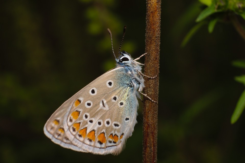 Polyommatus icarus - közönséges boglárka
