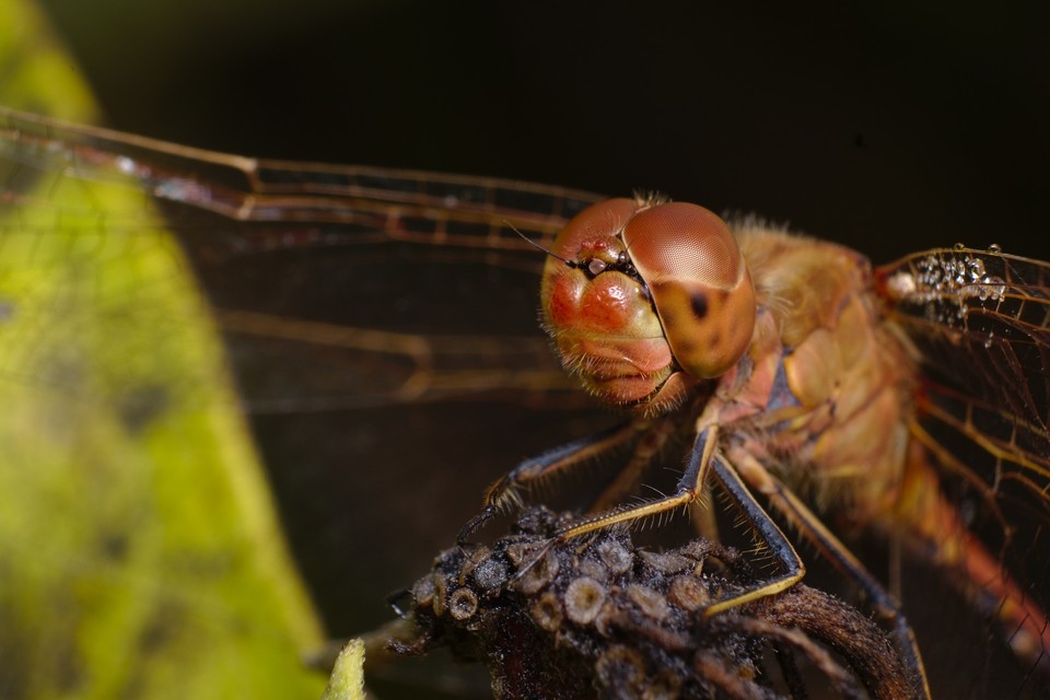 Sympetrum meridionale - fakó katona-szitakötő