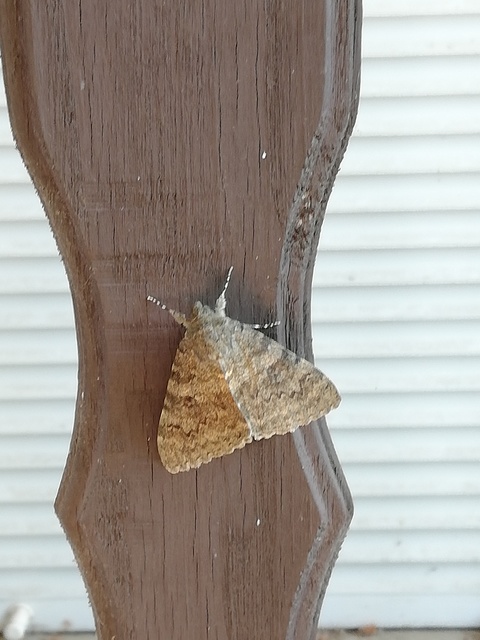 Catocala elocata - közönséges övesbagoly