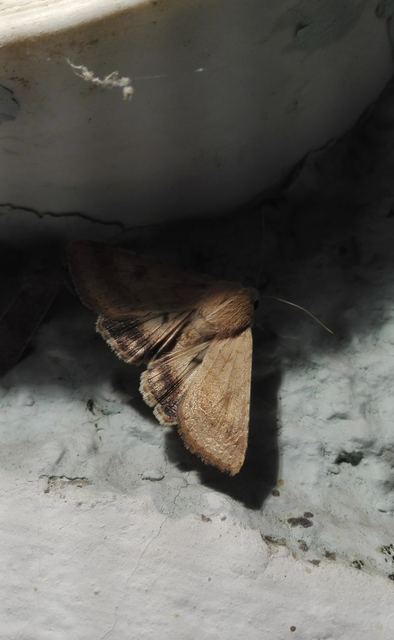 Helicoverpa armigera - kukorica-veteménybagoly Helicoverpa armigera - kukorica-veteménybagoly
