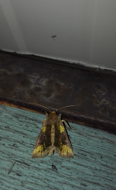 Diachrysia chrysitis/stenochrysis