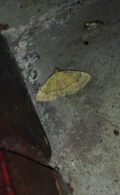 Camptogramma bilineata - kétvonalas sávosaraszoló
