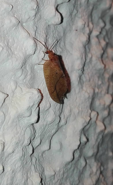Drepanepteryx phalaenoides