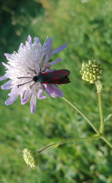 Zygaena filipendulae - acélszínű csüngőlepke