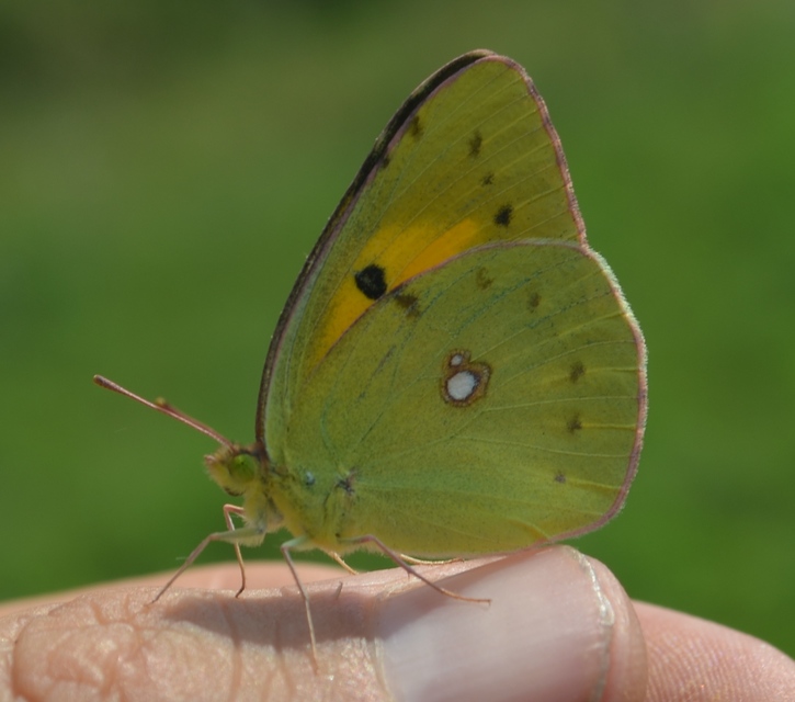 Colias croceus - sáfránylepke