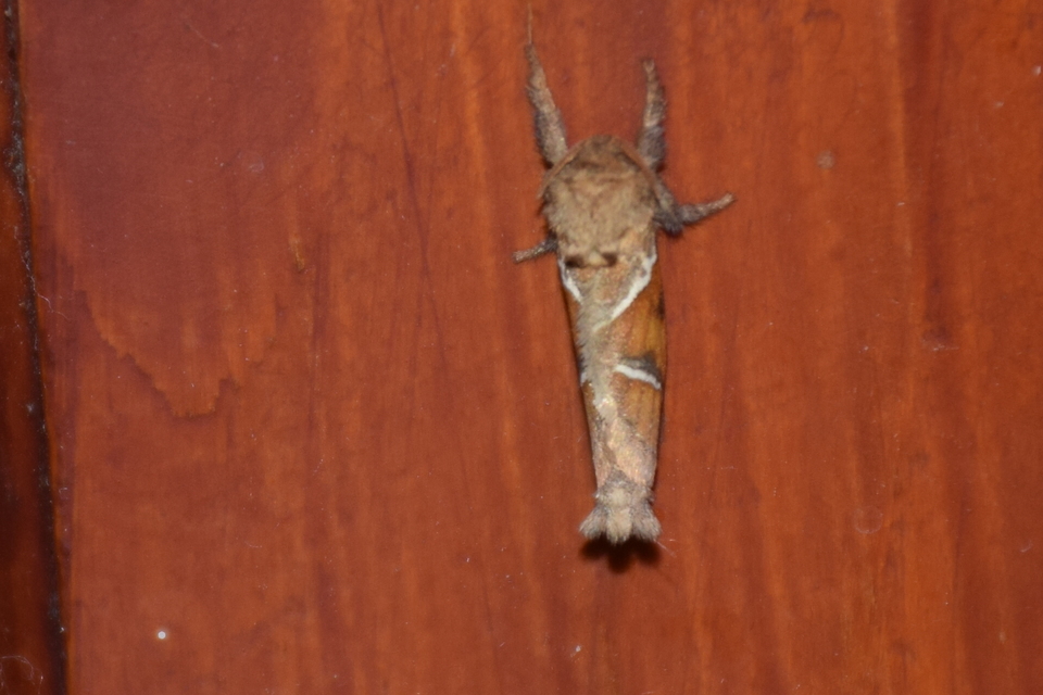 Triodia sylvina - kis gyökérrágólepke