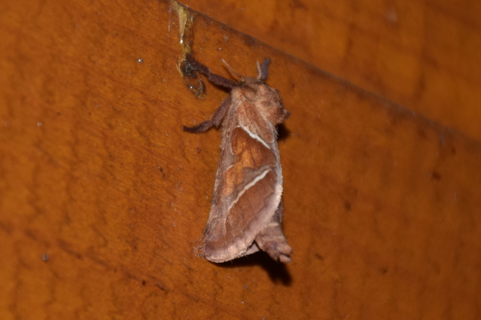 Triodia sylvina - kis gyökérrágólepke