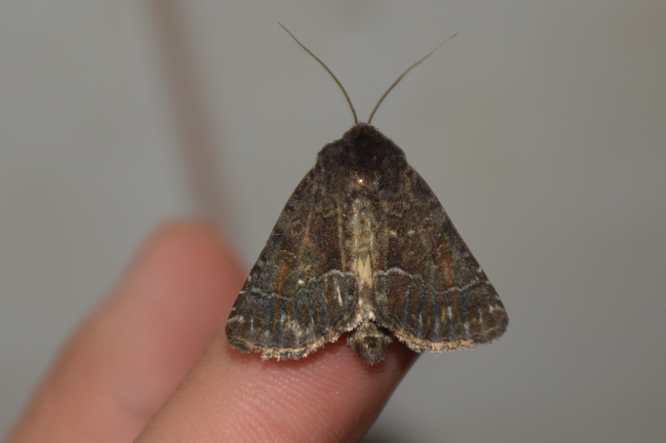 Thalpophila matura - fakó erdeibagoly