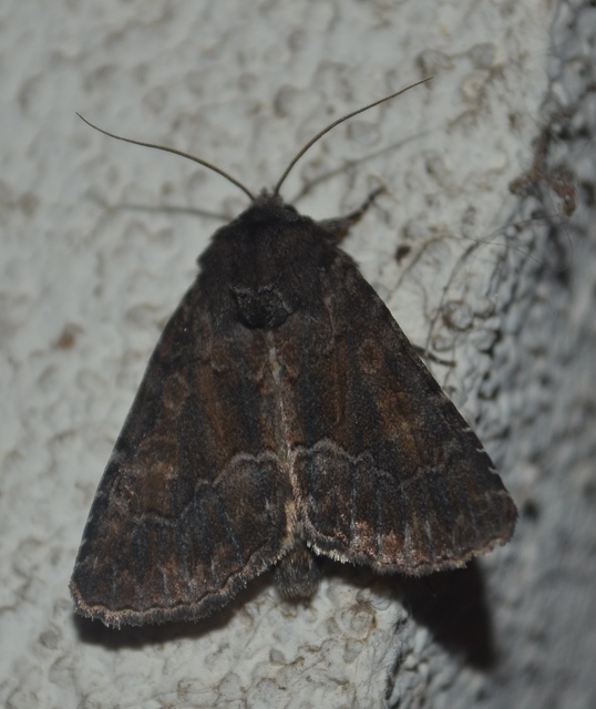 Thalpophila matura - fakó erdeibagoly