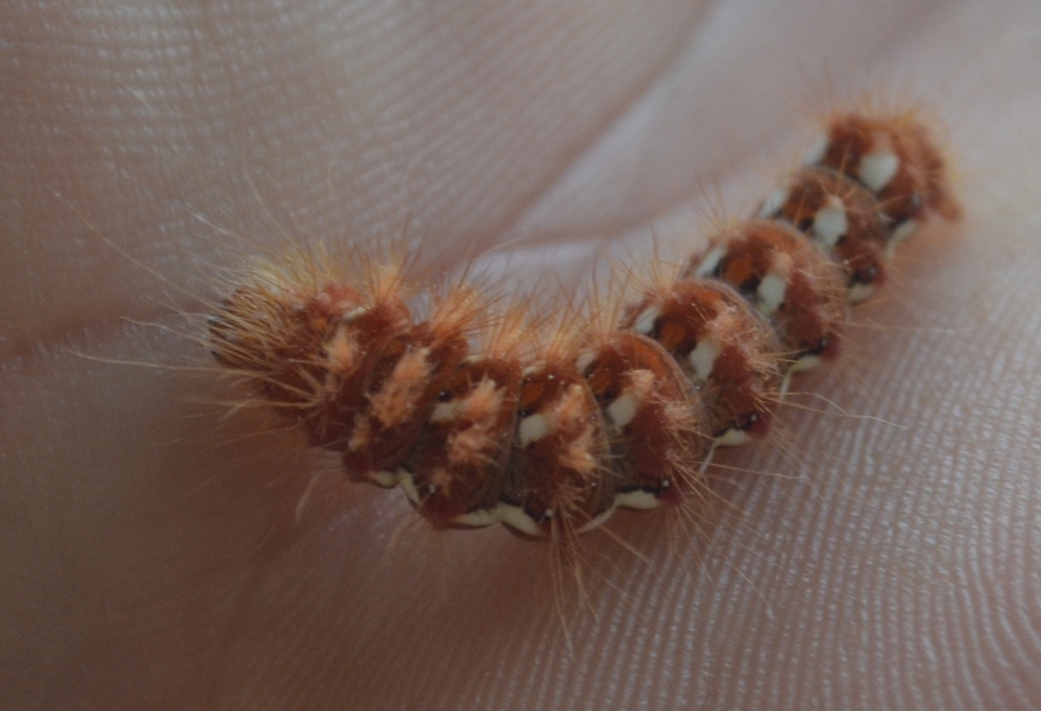 Acronicta rumicis - sóska-szigonyosbagoly