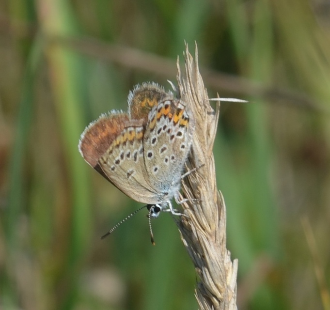 Plebejus argus - ezüstös boglárka