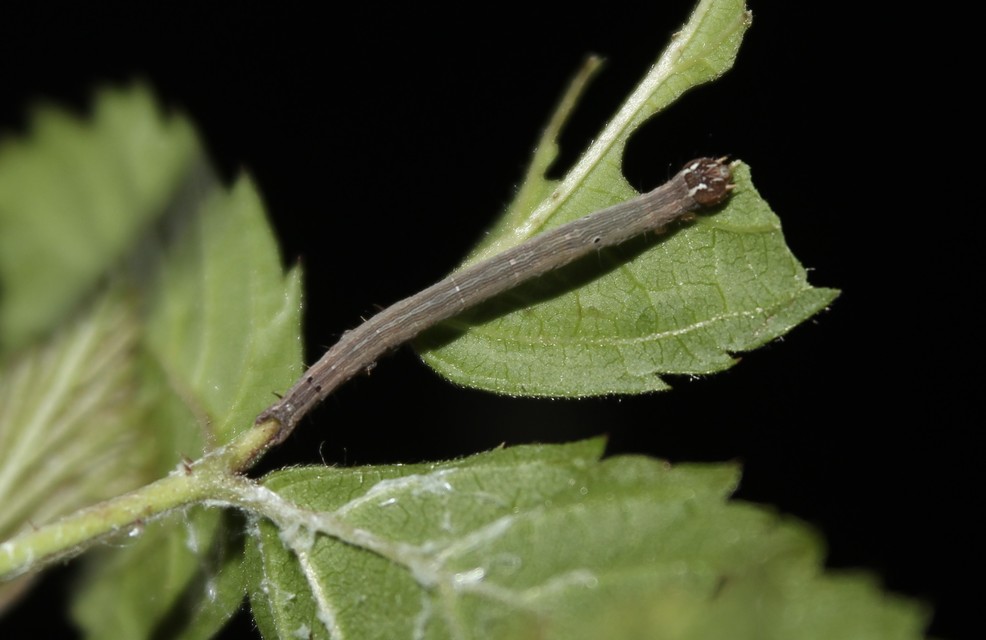 Dysgonia algira - déli porcelánbagoly