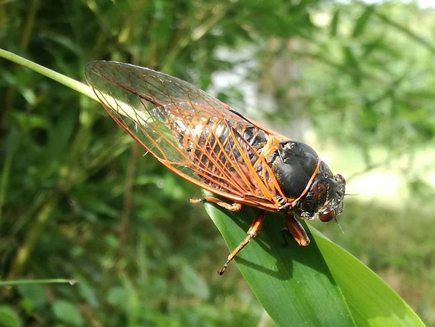 Tibicina haematodes - óriás-énekeskabóca