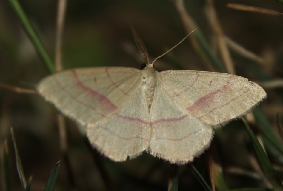 Rhodostrophia vibicaria - pirosszélű araszoló