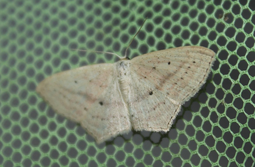 Scopula flaccidaria - alföldi sávosaraszoló