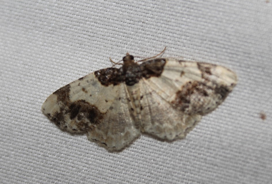 Ligdia adustata - barna levélaraszoló