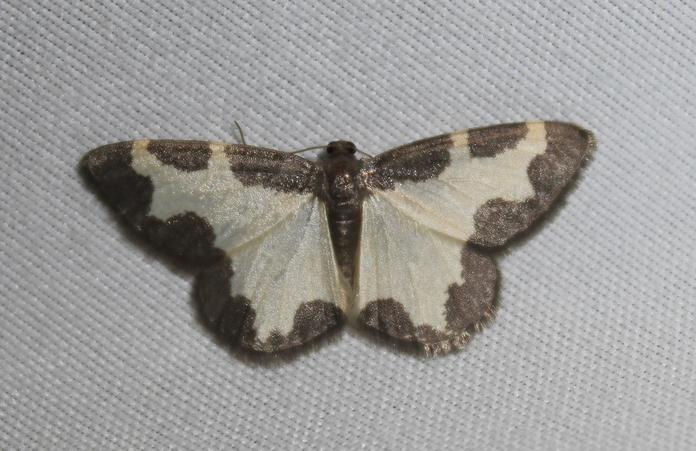 Lomaspilis marginata - szegélyes nyárfaaraszoló
