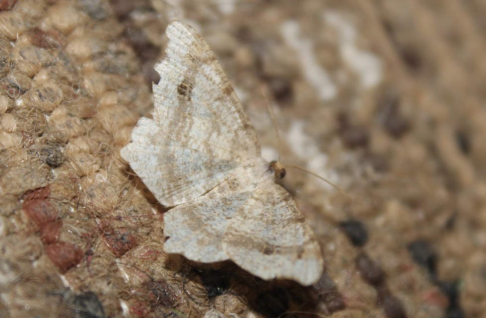 Macaria alternata - közönséges szürkearaszoló
