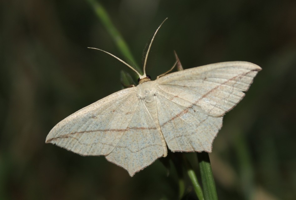 Timandra comae - piroscsíkos csipkésaraszoló
