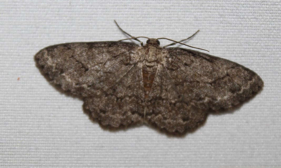Ectropis crepuscularia - avararaszoló