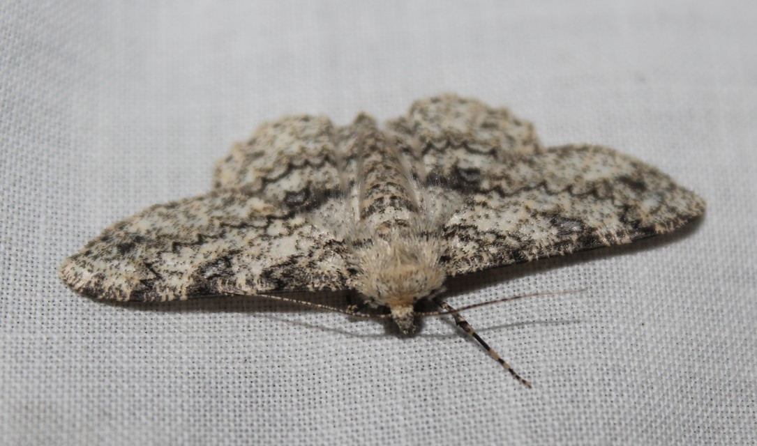 Ascotis selenaria - holdas faaraszoló