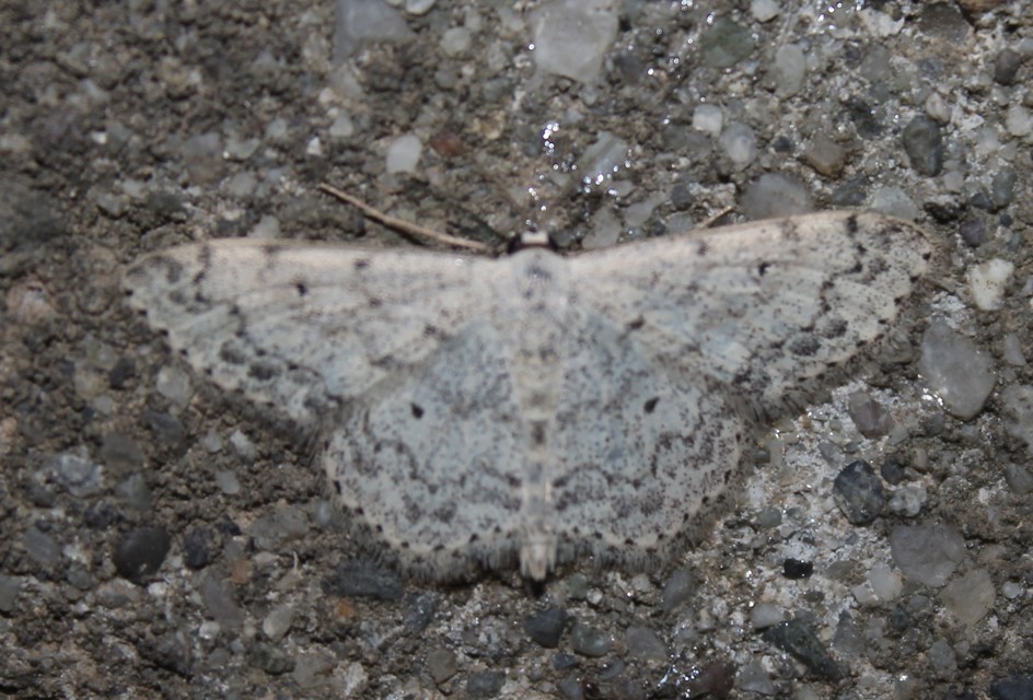 Scopula marginepunctata - pettyes sávosaraszoló