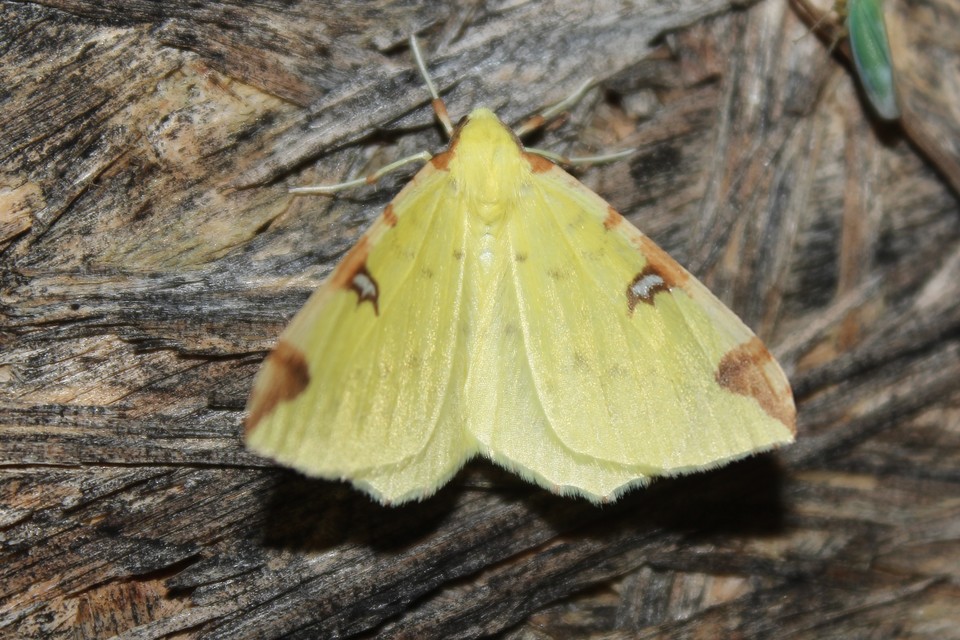 Opisthograptis luteolata - citromsárga araszoló
