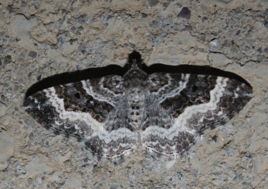 Epirrhoe alternata - galaj-tarkaaraszoló