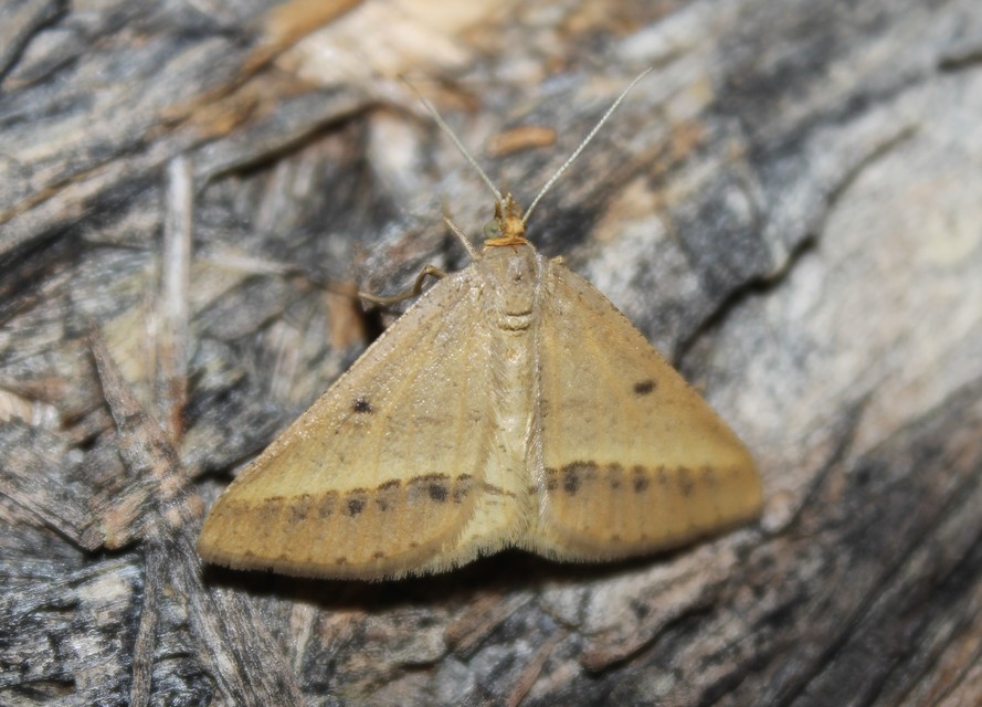 Tephrina arenacearia - lucerna-araszoló
