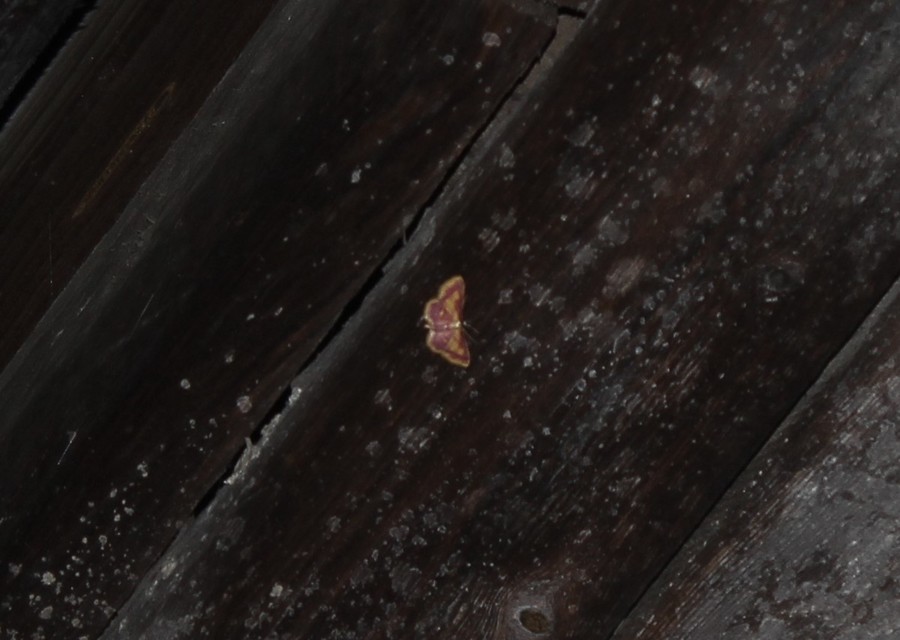 Idaea muricata - mocsári pirosaraszoló