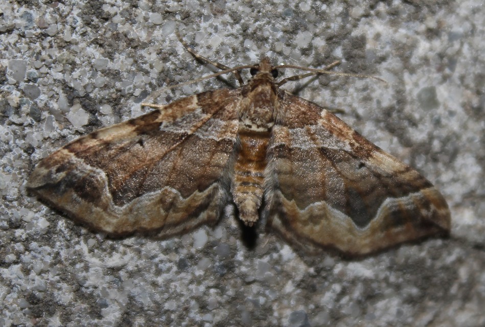 Pelurga comitata - nagy tarkaaraszoló