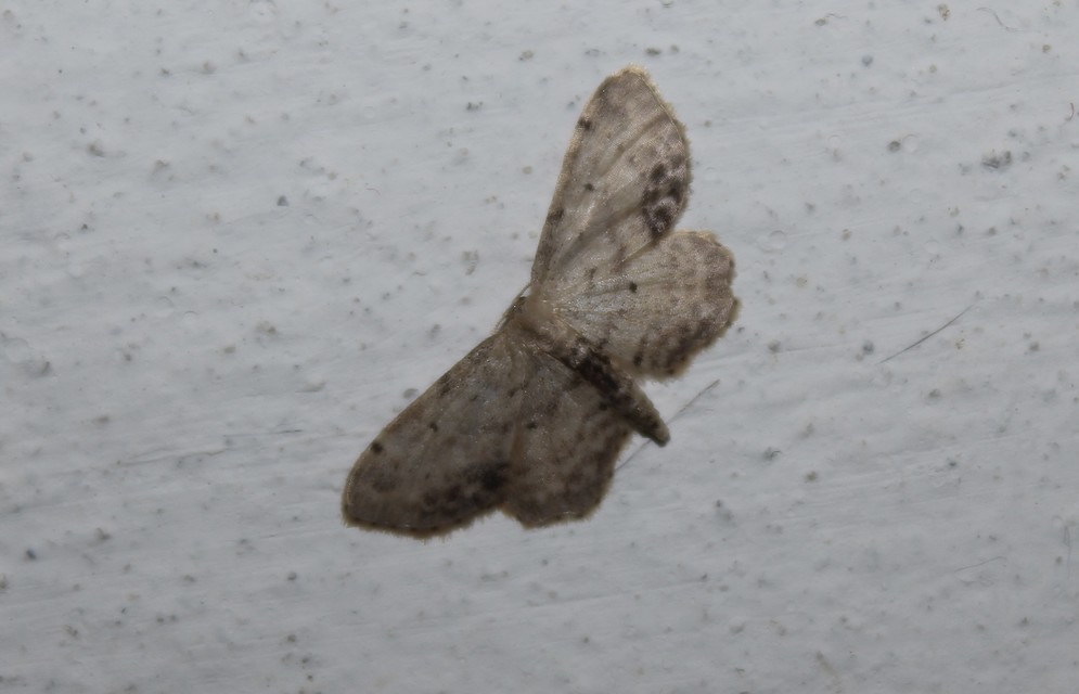 Idaea dimidiata - gyakori apróaraszoló
