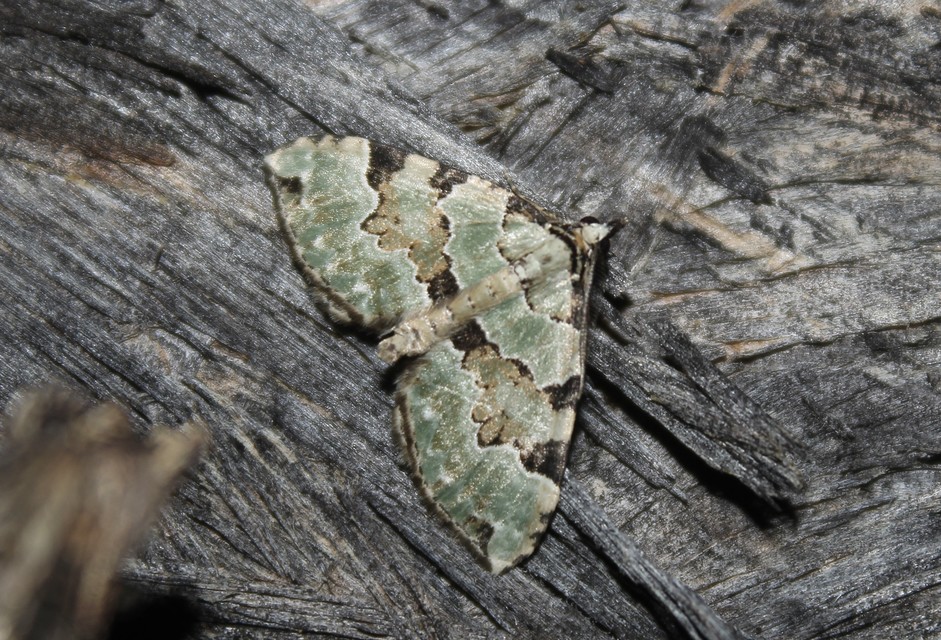 Colostygia pectinataria - zöld levélaraszoló