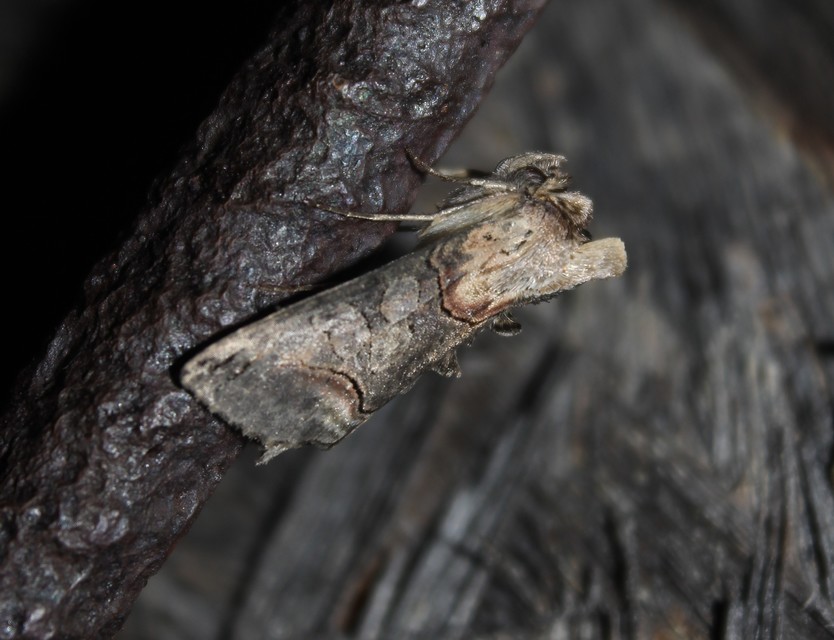 Abrostola triplasia - közönséges csalánbagoly