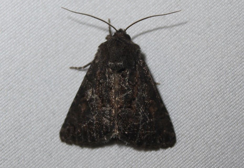 Thalpophila matura - fakó erdeibagoly