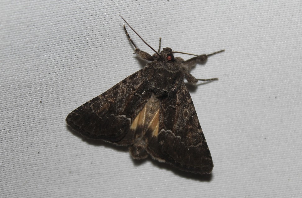 Thalpophila matura - fakó erdeibagoly