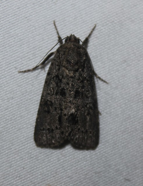 Acronicta rumicis - sóska-szigonyosbagoly