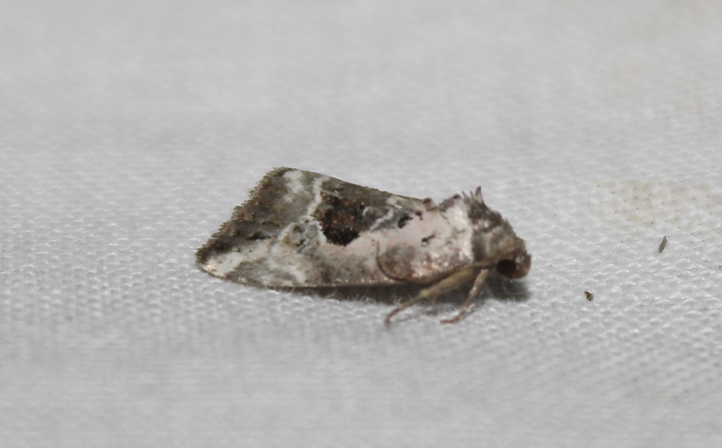Hapalotis venustula - rózsaszínű mázasbagoly