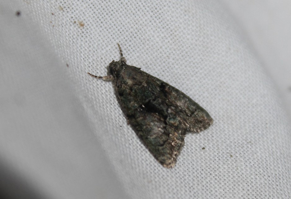 Cryphia algae - sárgászöld zuzmóbagoly