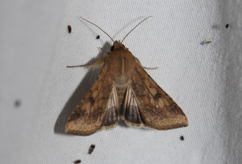 Helicoverpa armigera - kukorica-veteménybagoly Helicoverpa armigera - kukorica-veteménybagoly