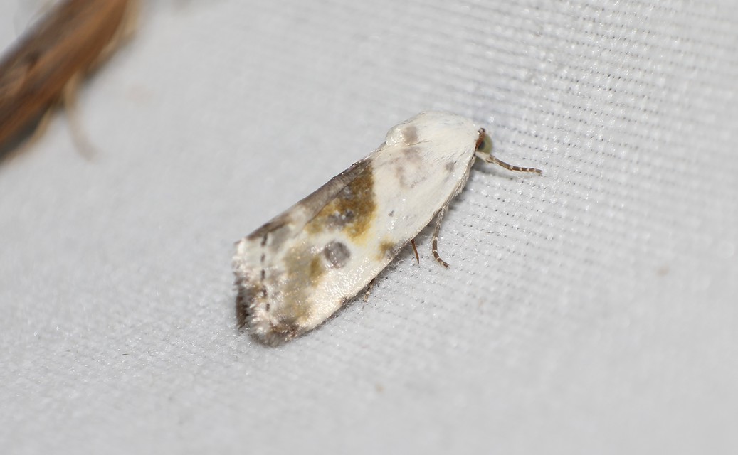 Ponometia candefacta - parlagfűbagoly