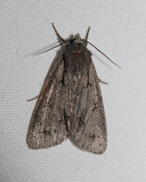 Acronicta cuspis/tridens/psi
