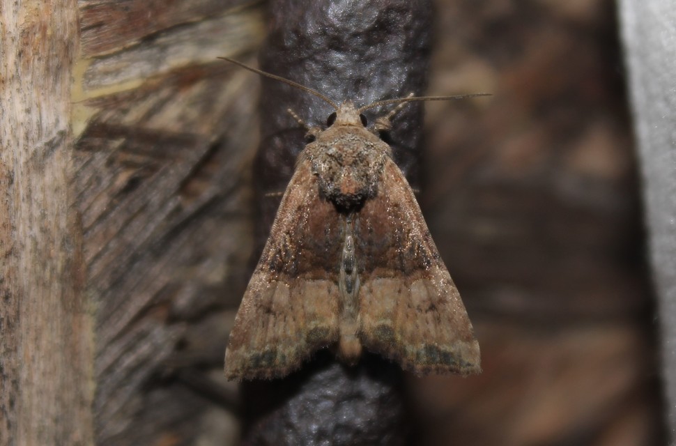 Mesoligia furuncula - kétszínű dudvabagoly