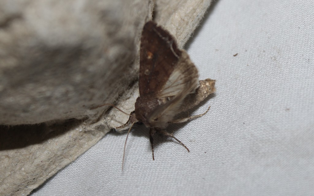 Lacanobia oleracea - saláta-kertibagoly