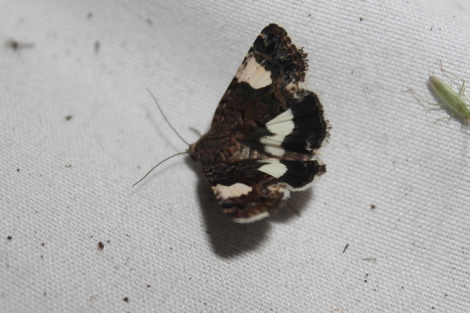 Tyta luctuosa - fekete nappalibagoly