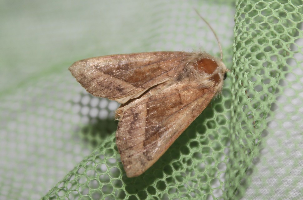 Hydraecia micacea - csillogó acsalapubagoly