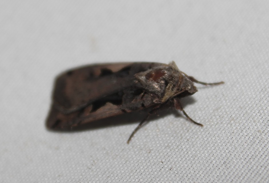 Xestia c-nigrum - c-betűs fűbagoly