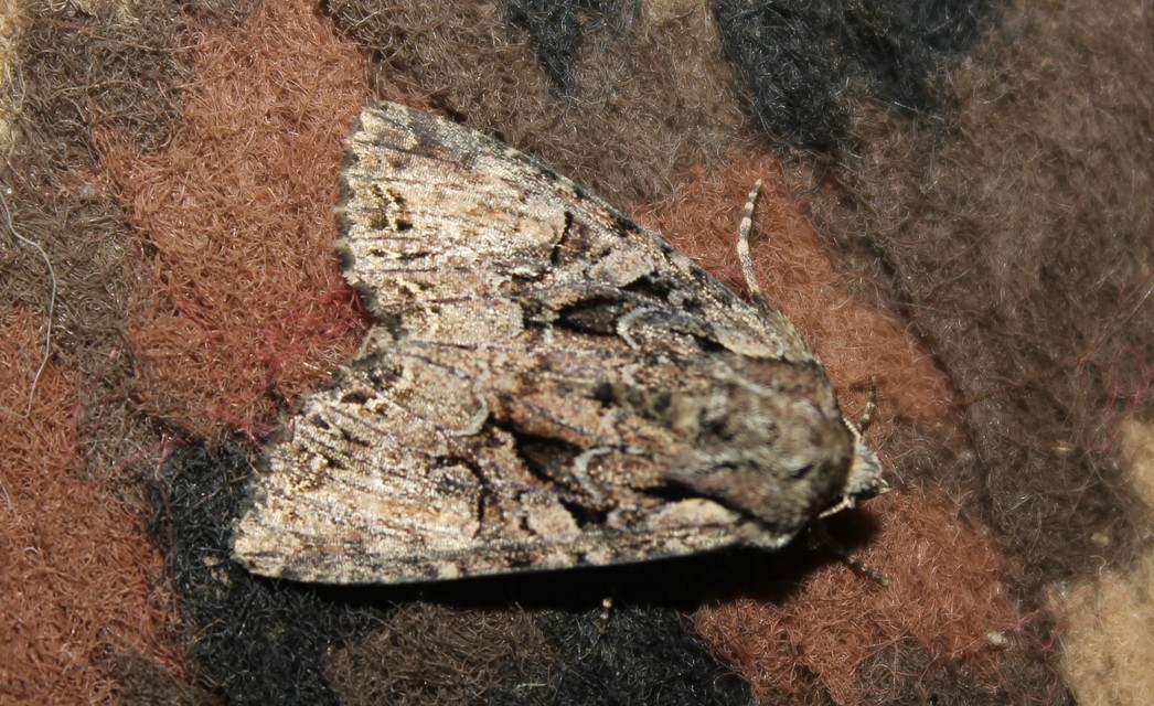 Lacanobia thalassina - borbolya-kertibagoly
