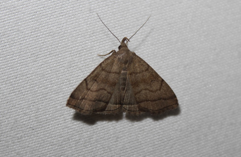 Herminia tarsicrinalis - szőröslábú karcsúbagoly